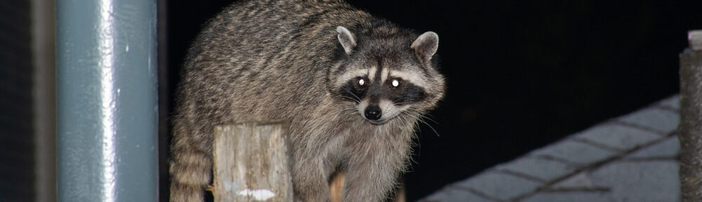 Call 615-337-9165 if You Have Raccoons in the Attic in Nashville Tennessee