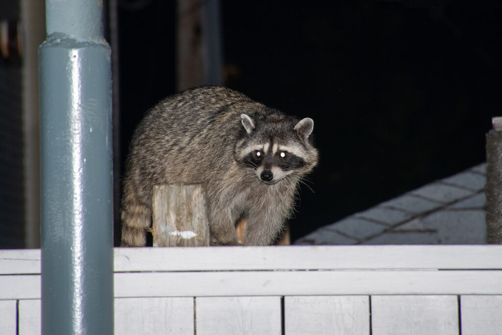 Call 615-337-9165  if You Have Raccoons in the Attic in Nashville Tennessee
