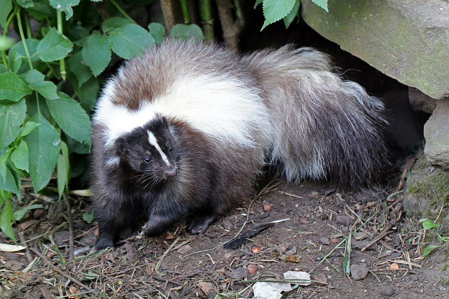 Call 317-875-3099 for Licensed and Insured Skunk Control in Indianapolis Indiana