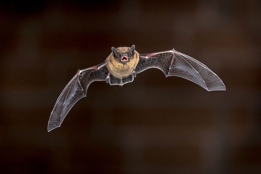 Call 317-875-3099 for Licensed and Insured Indianapolis Bat Removal Service