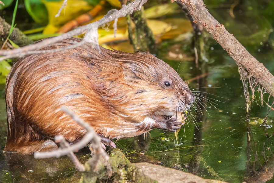 Call 317-875-3099 for Licensed and Insured Muskrat Control in Indianapolis Indiana
