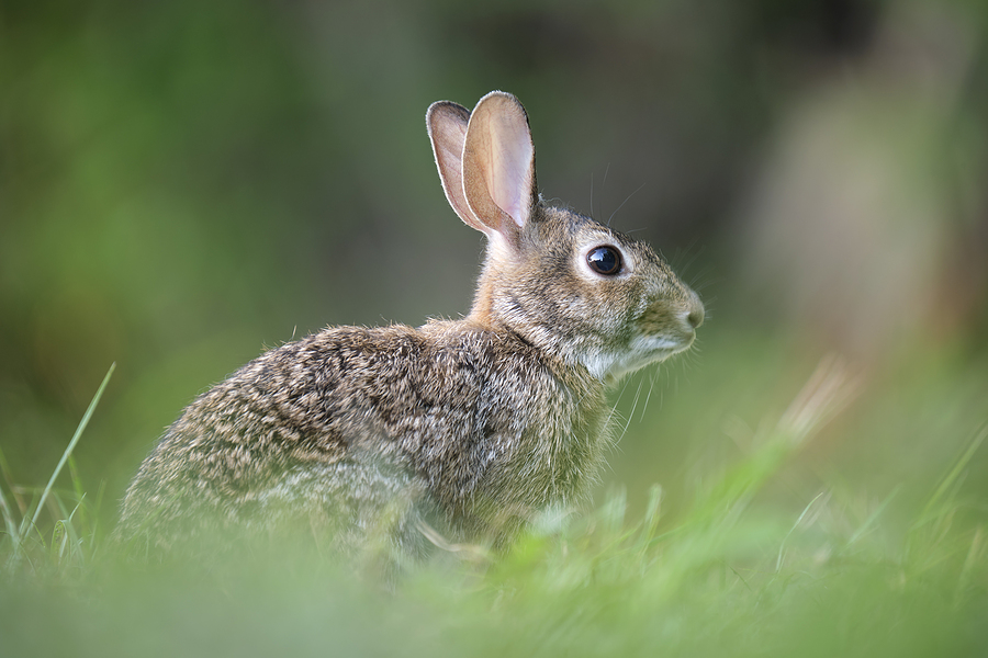 Call 615-337-9165 For Licensed Rabbit Removal Service in Nashville TN