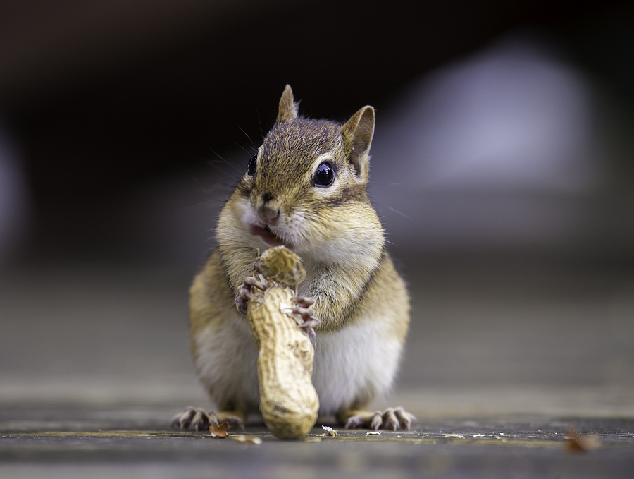 Call 317-875-3099 for Licensed and Insured Chipmunk Removal in Nashville Tennessee