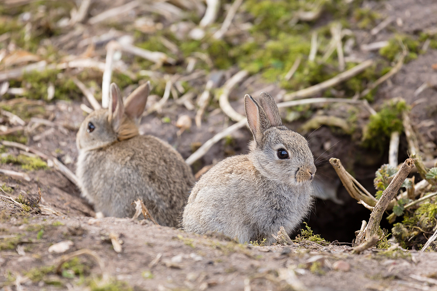 Call 317-875-3099 for Licensed and Insured Rabbit Control Services in Indianapolis Indiana