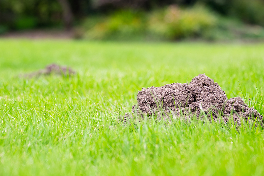 Call 615-337-9165 For Licensed Yard Mole Extermination in Indianapolis Indiana