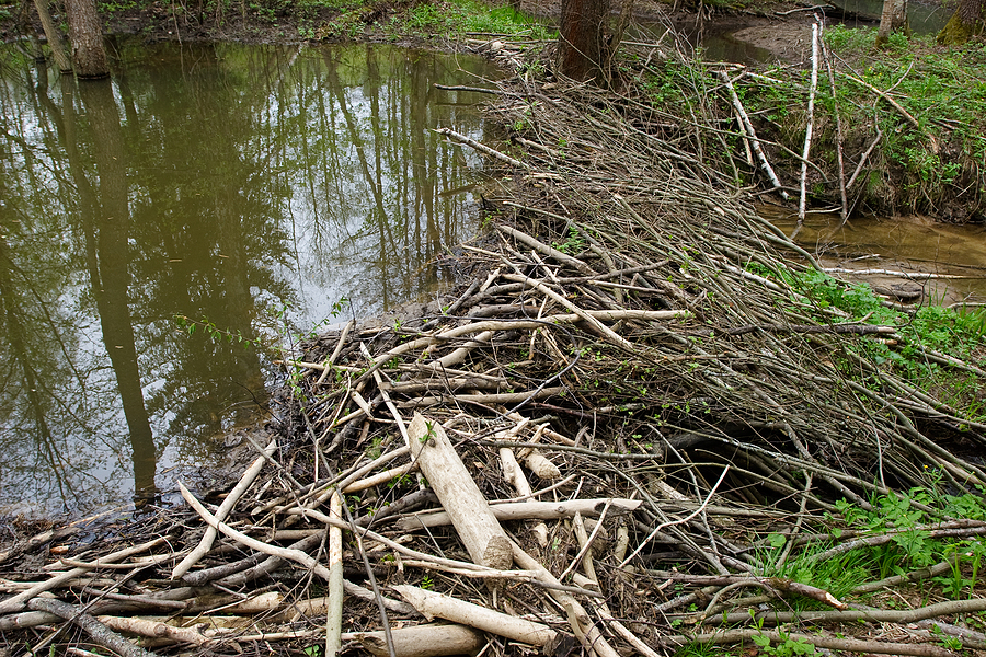 Call 317-875-3099 for Licensed and Insured Beaver Dam Removal and Beaver Control in Nashville Tennessee