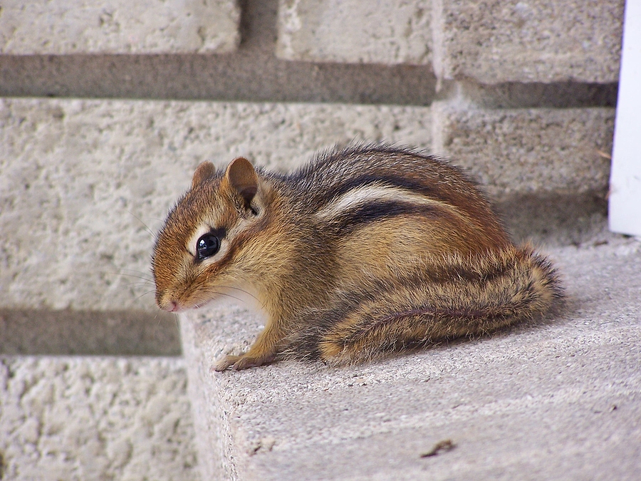 Call 317-875-3099 for Licensed and Insured Chipmunk Control Service in Indianapolis 