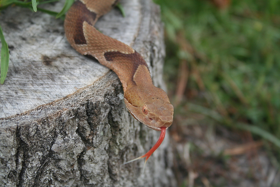 Call 615-337-9165 For Licensed Snake Removal Service in Indianapolis Indiana