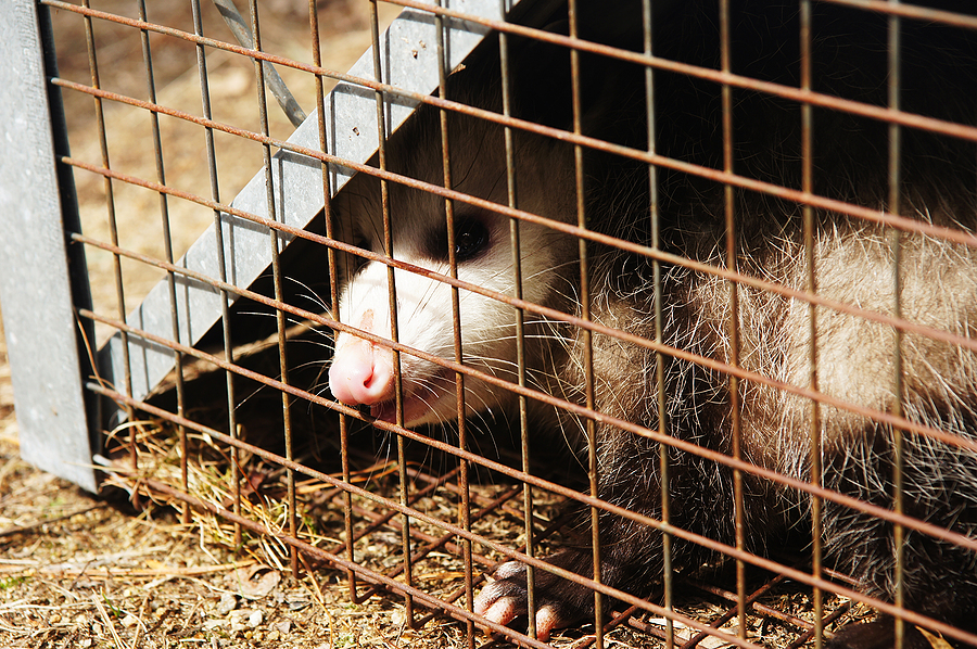 Call 317-875-3099 for Licensed and Insured Opossum Removal in Indianapolis Indiana