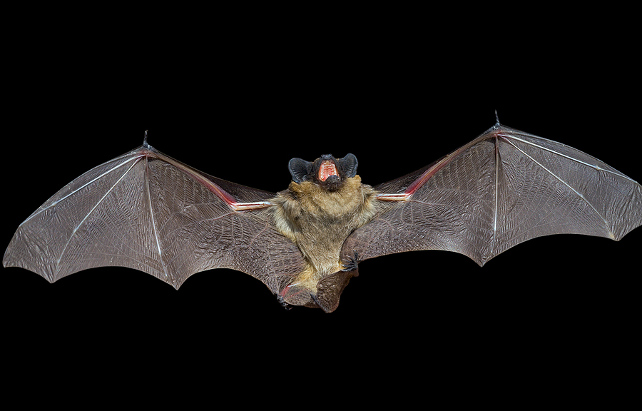 Call 317-875-3099 for Licensed and Insured Bat Removal Service in Indianapolis Indiana