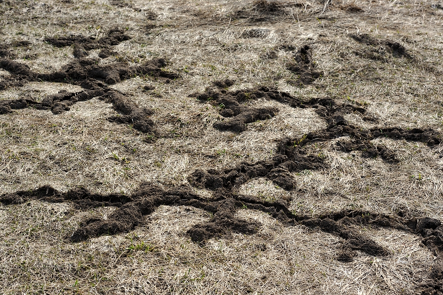 Call 317-875-3099 for Licensed and Insured Mole Control Services in Indianapolis Indiana