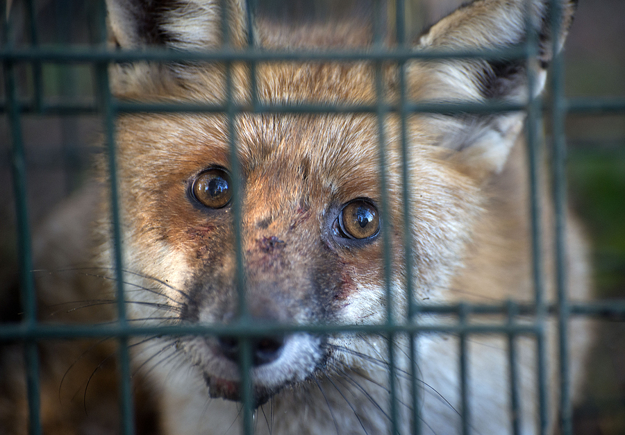 Call 317-875-3099 for Licensed and Insured Fox Removal Service in Indianapolis Indiana