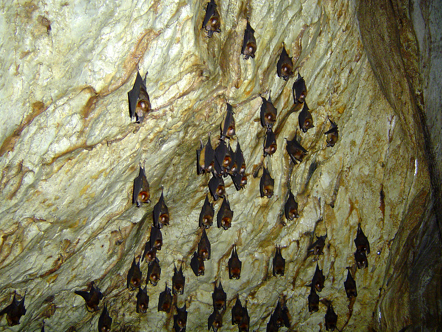 Call 317-875-3099 for Licensed and Insured Bat Control Service