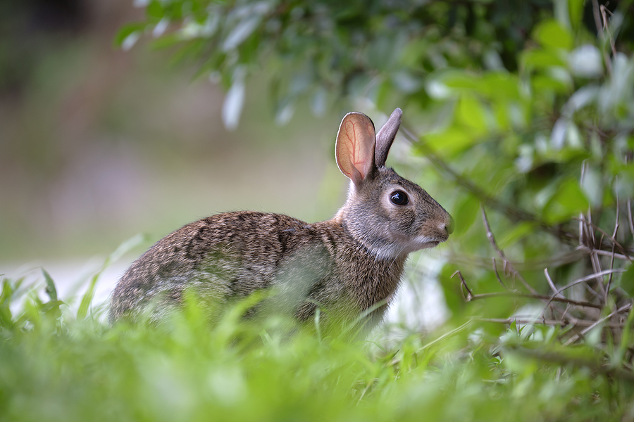 Call 317-875-3099 for Licensed and Insured Wildlife Removal in Indianapolis