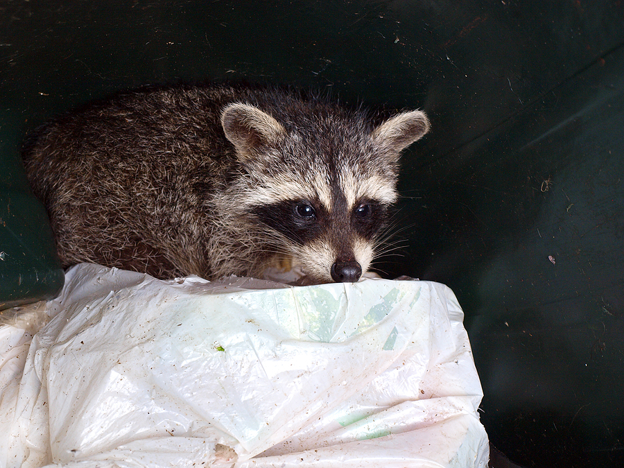 Call 317-875-3099 for Safe and Insured Wildlife Control Services in Indianapolis