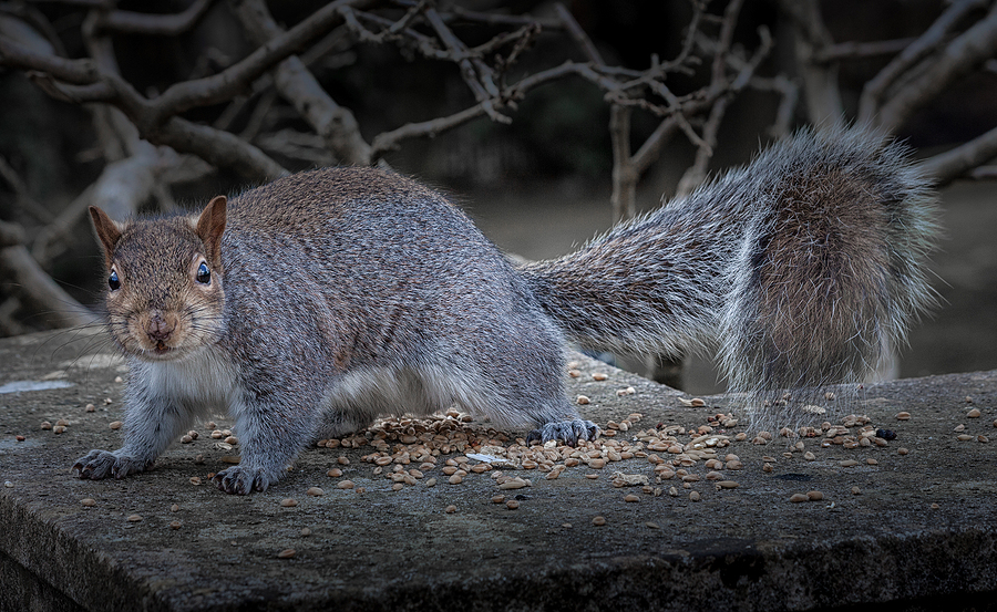Call 615-337-9165 For Licensed and Insured Squirrel Control Service in Nashville Tennessee