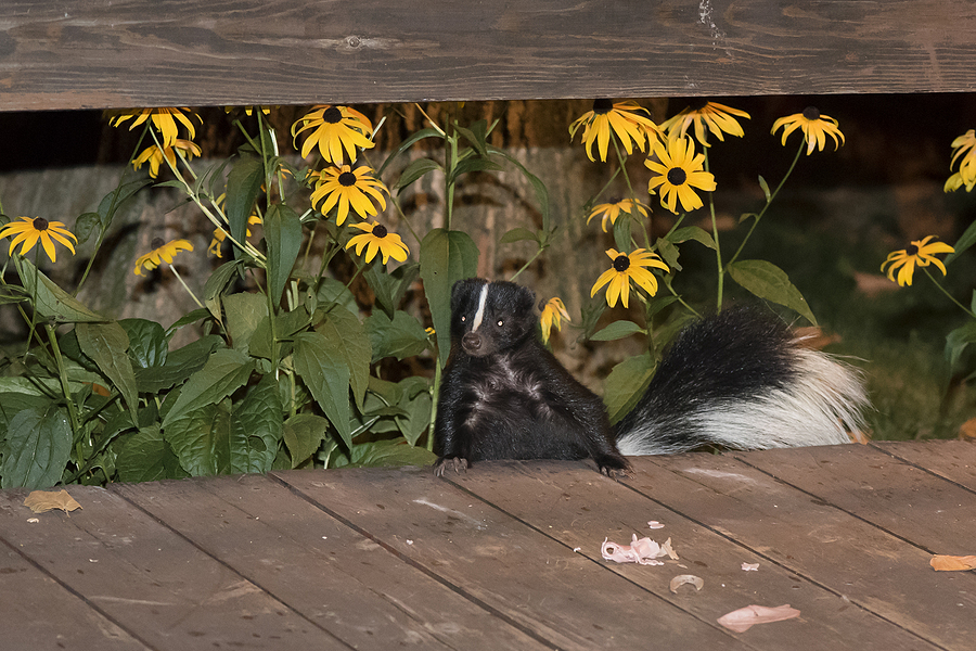 Call 317-875-3099 for Licensed and Insured Wildlife Management Services in Indianapolis Indiana