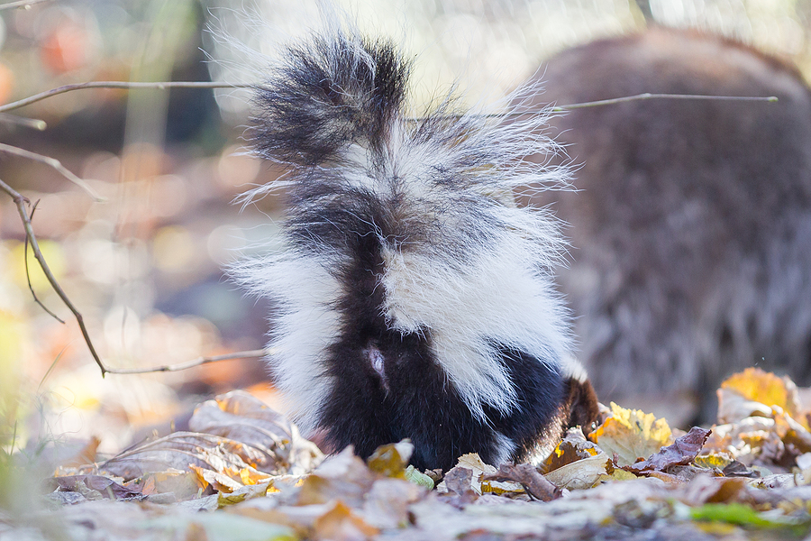 Call 317-875-3099 for Professional Skunk Control Services in Indianapolis Indiana