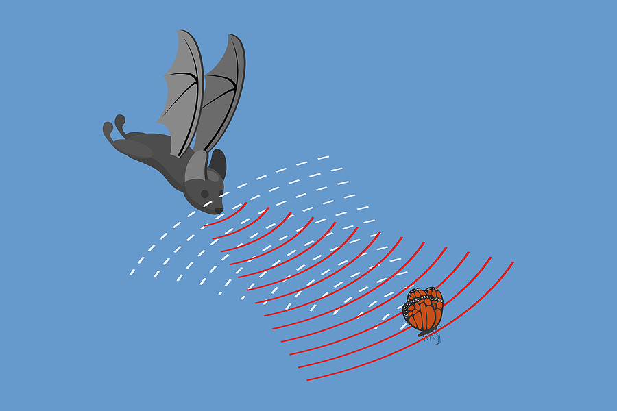 Contact Our Licensed and Insured Indiana Bat Control Company at 317-875-3099 Today