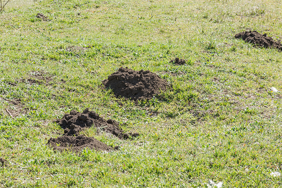 Call 317-875-3099 for Professional Animal Damage Inspection Service in Indianapolis