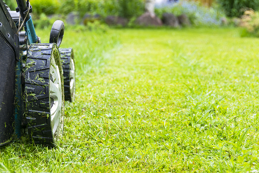Call 317-875-3099 for Nashville Wildlife Control Services