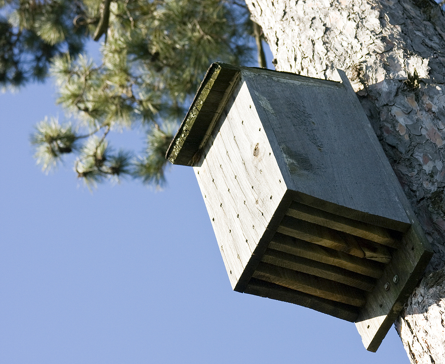 Call 615-337-9165 to Reach Our Licensed Bat Trappers in Indianapolis Indiana