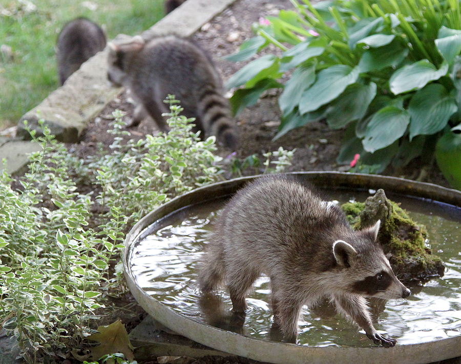 Contact Our Licensed & Insured Indiana Wildlife Control Service