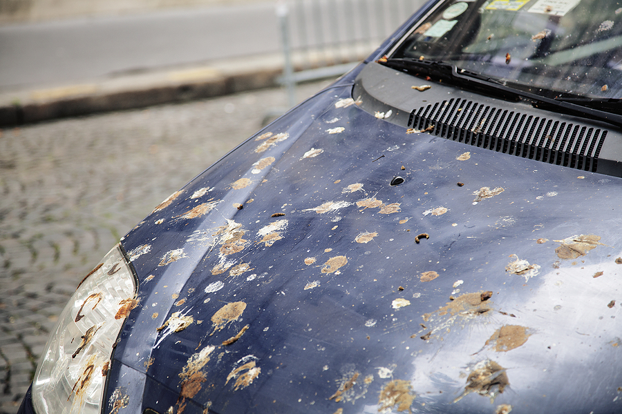 Call 317-875-3099 for Bird Pest Control in Indianapolis Indiana