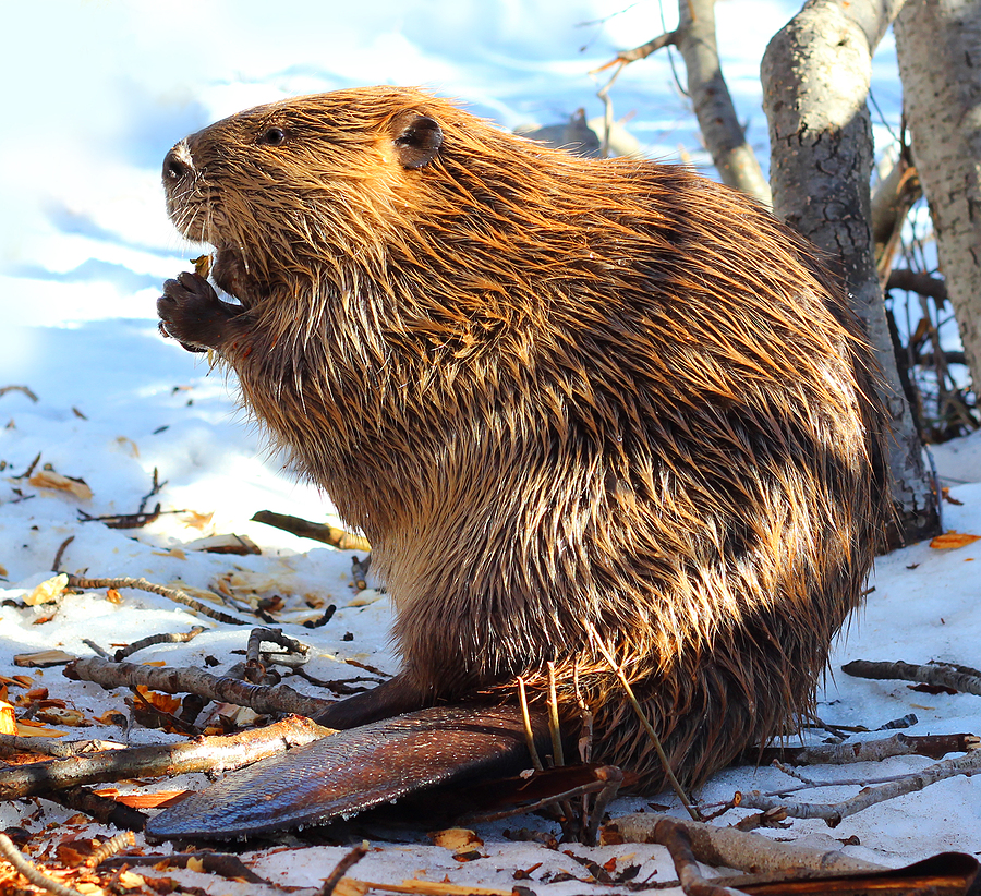 Call 317-875-3099 for Licensed Beaver Removal Service in Indianapolis