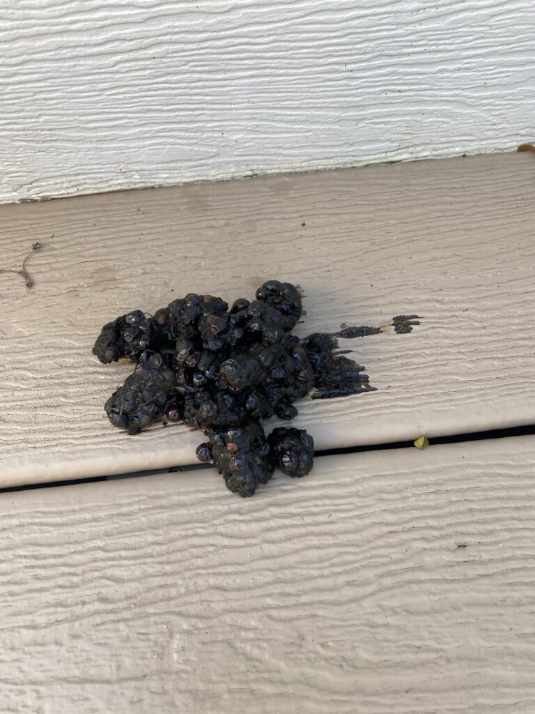 Raccoon scat is a common sign of wildlife activity on your property.
