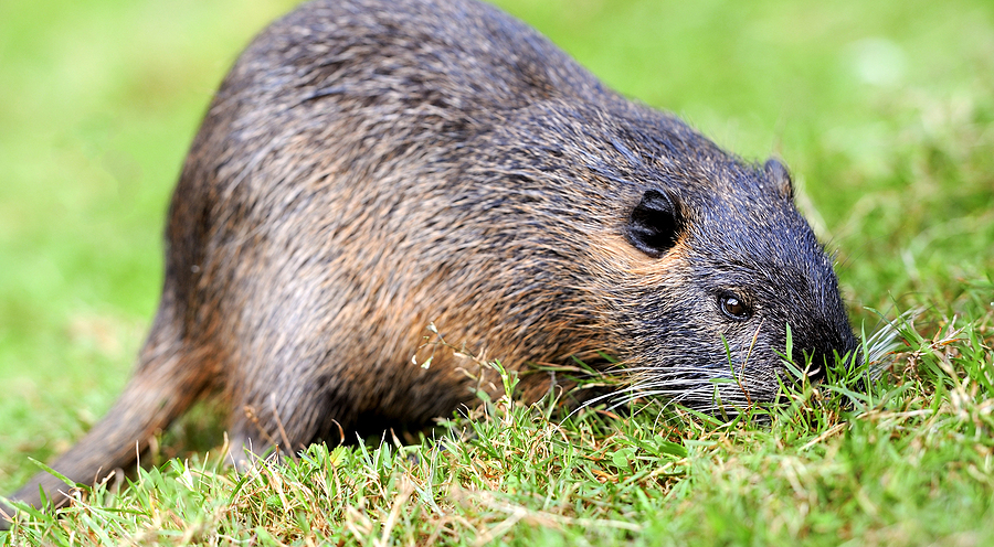 Call 317-875-3099 to Get Rid of Muskrats in Indianapolis
