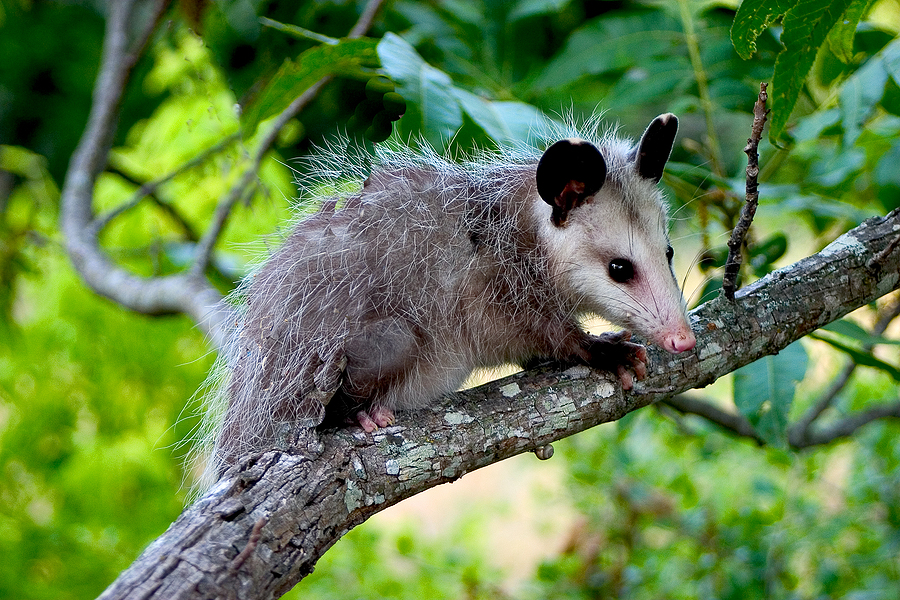 Opossum Control in Indianapolis