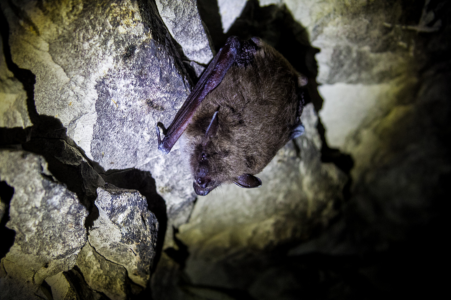 Big Brown Bat in Cave