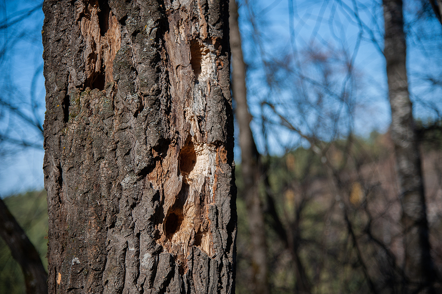 Call 317-875-3099 for Help Preventing Woodpecker Damage in Indianapolis