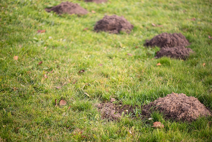 Call 317-875-3099 for Humane Mole Removal in