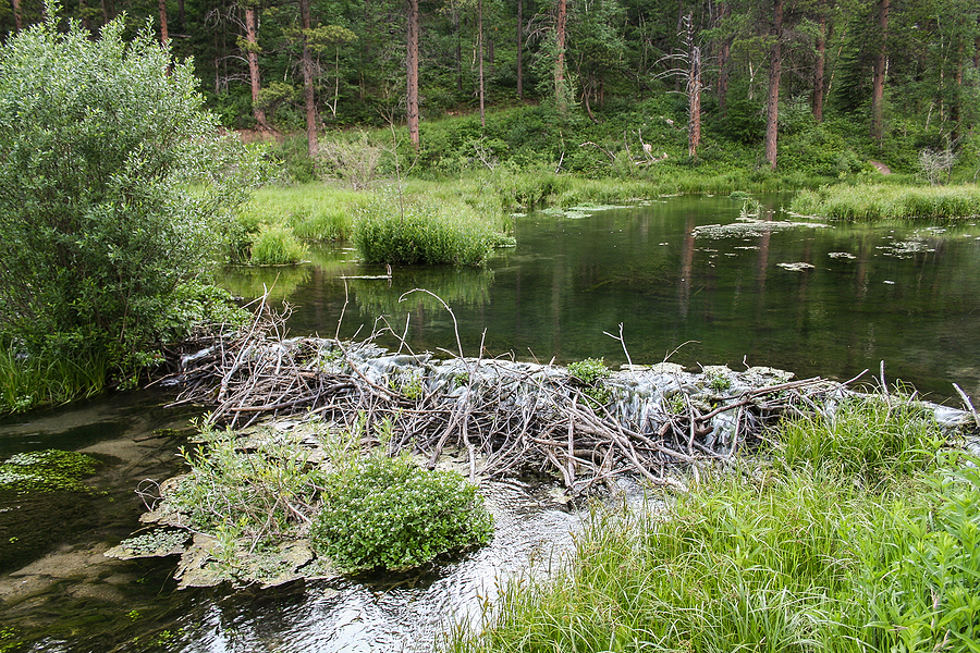 Beaver Dam Removal