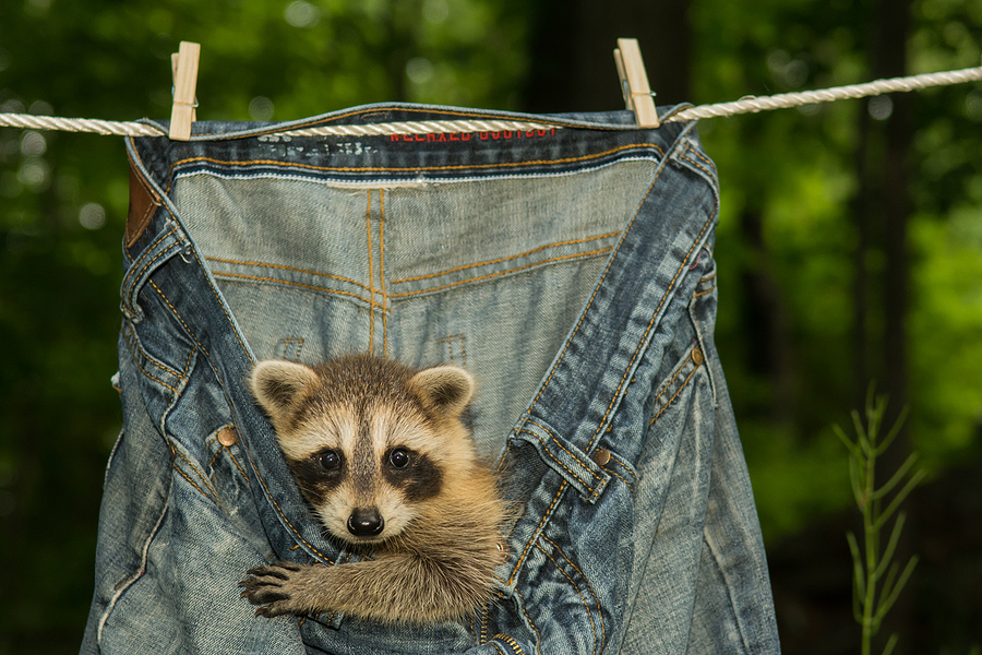 Pet Raccoon Laws in Indiana