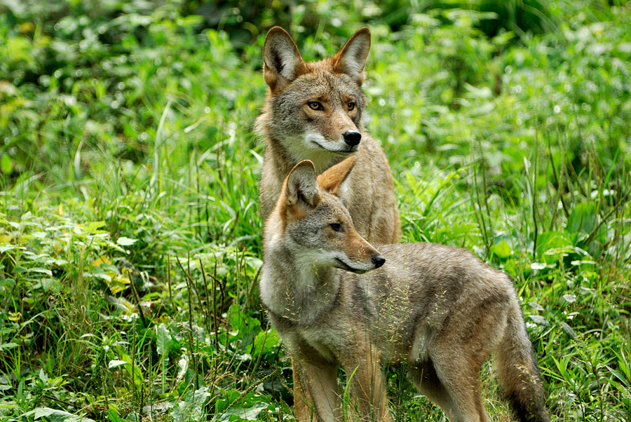 Humane Coyote Control in Indiana