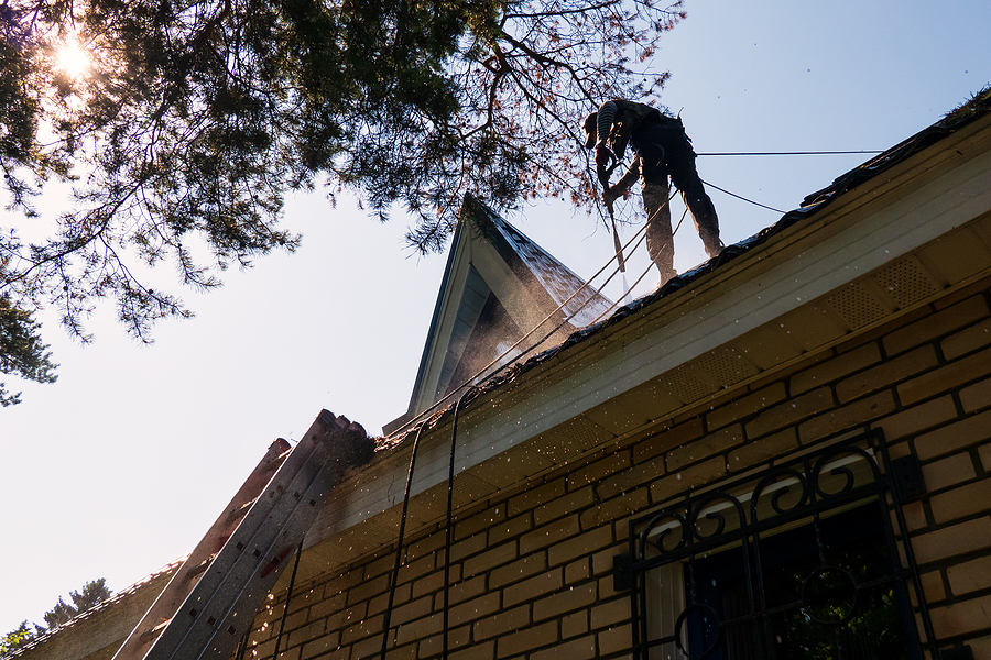 Tree Trimming Tips for Better Wildlife Control in Indianapolis