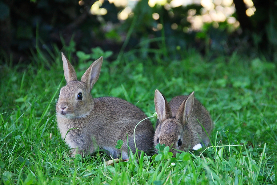 Get Rid of Rabbits in the Yard