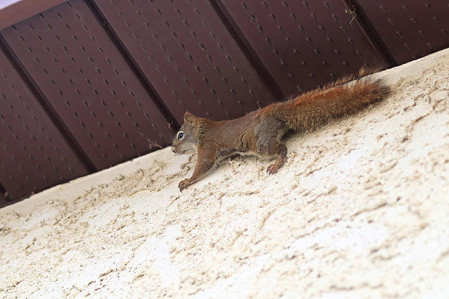 Get Rid of Squirrels in the Attic in Indianapolis