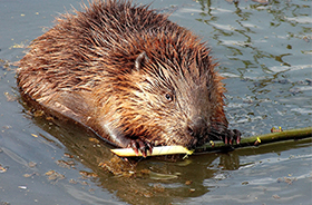 Beaver Removal and Control Nashville TN