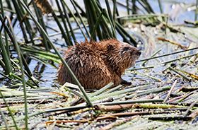 Muskrat Removal and Control