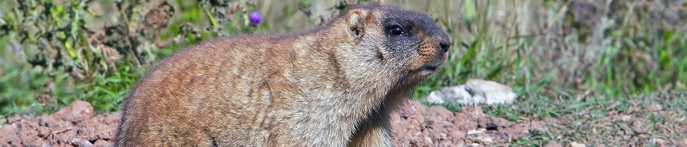 Groundhog Removal and Control Indiana
