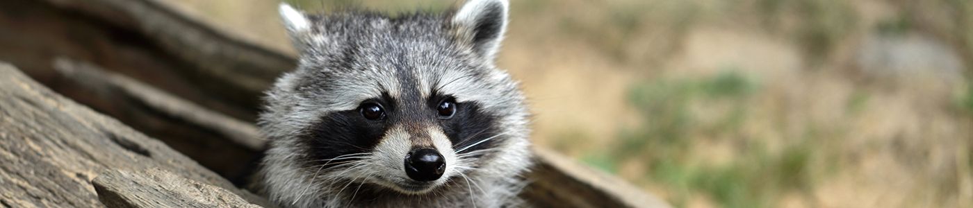 Raccoon Removal and Control Indiana